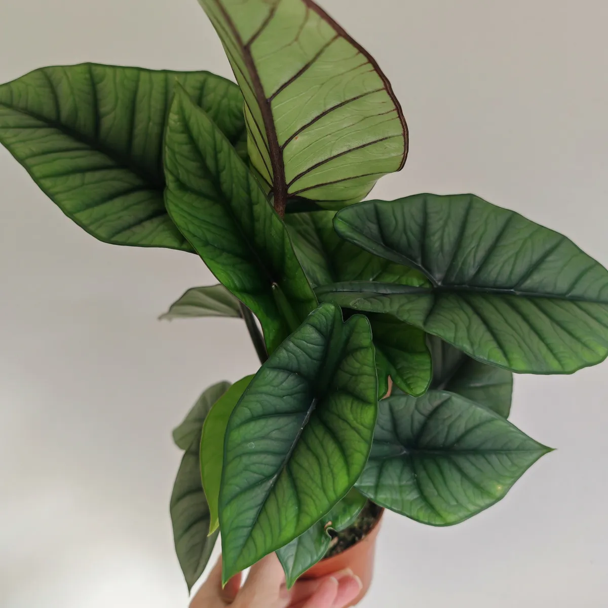 alocasia “platinum” - slika 2