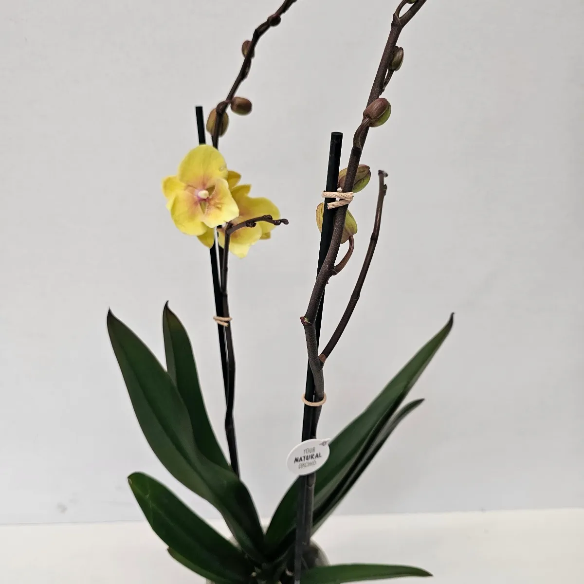 phalaenopsis /orhideja - slika 3
