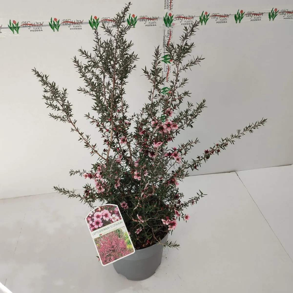 leptospermum scoparium - slika 2