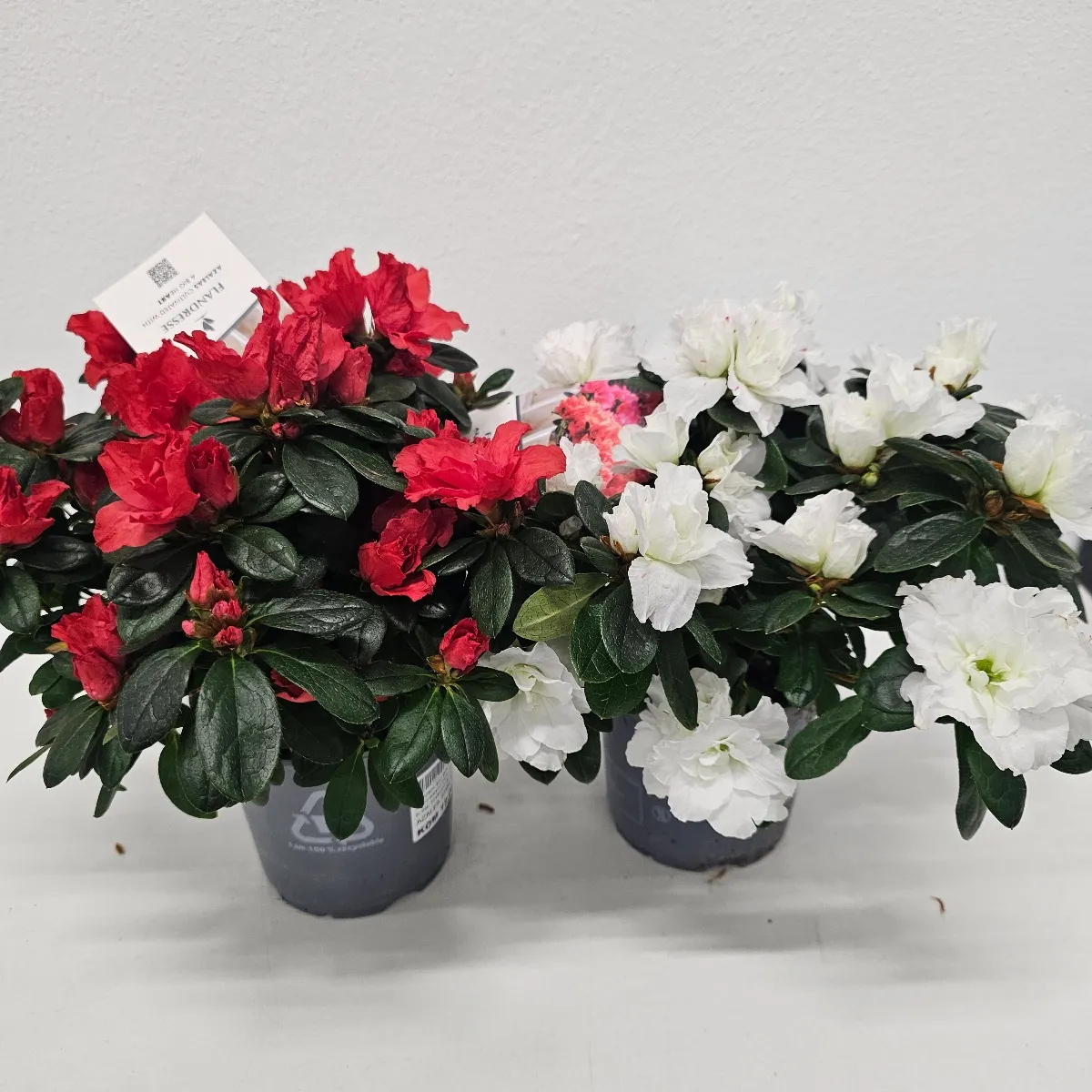 azalea sims/sobni rododendron - slika 2