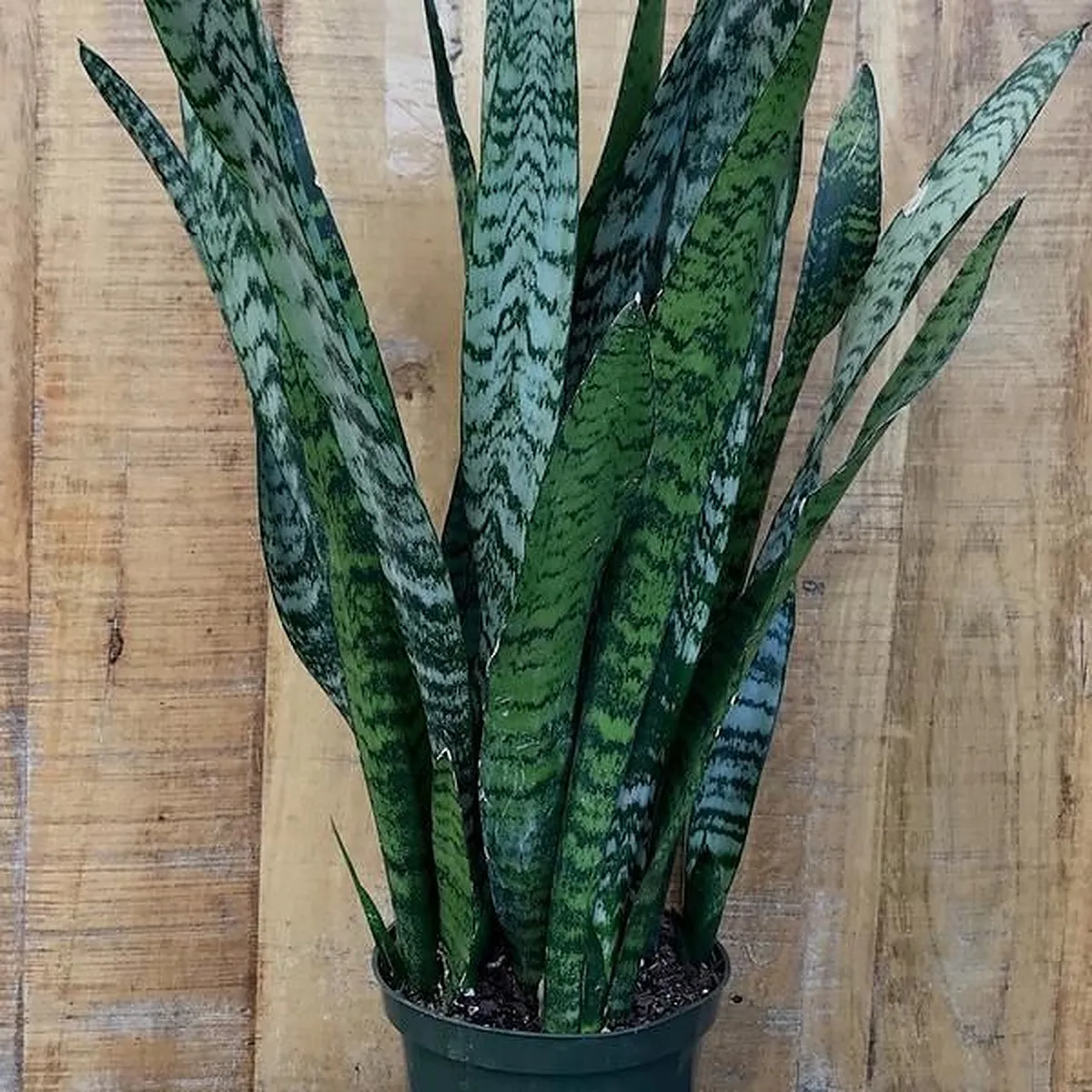 sansevieria tri.”zeylanica” - slika 4