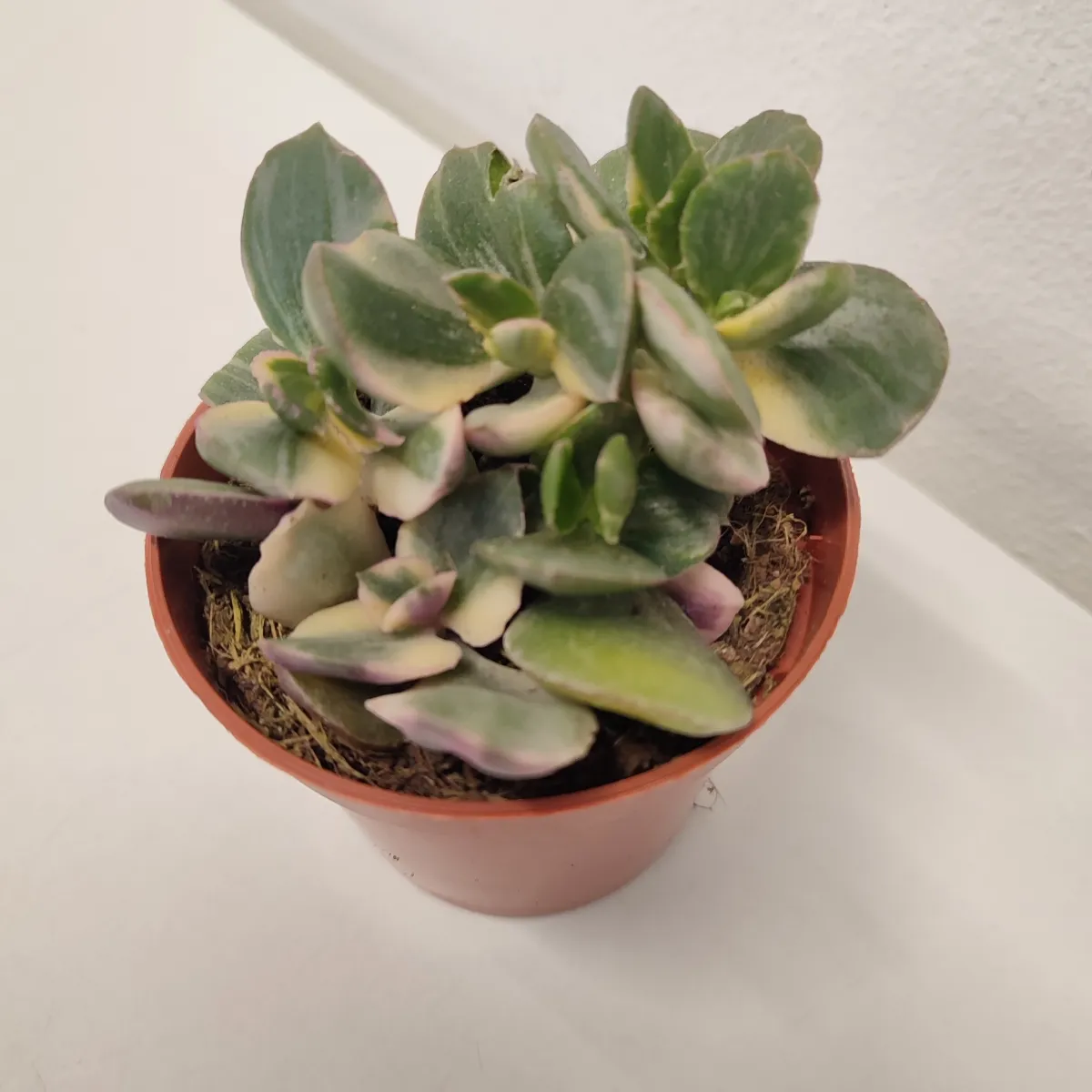 CRASSULA OVATA “Variegata” - Brestovac