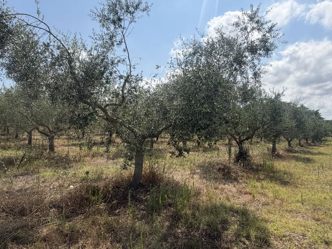 maslinik u rodu – 98 stabala na 3.360 m², kaštelir – okolica, pz-249-1 - slika 6