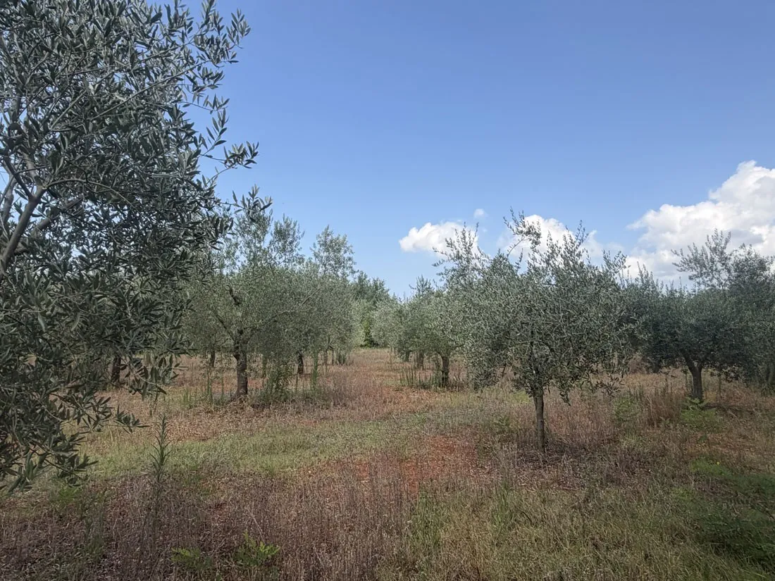 maslinik u rodu – 152 stabla na 4830 m², kaštelir – okolica, pz-249-2 - slika 6