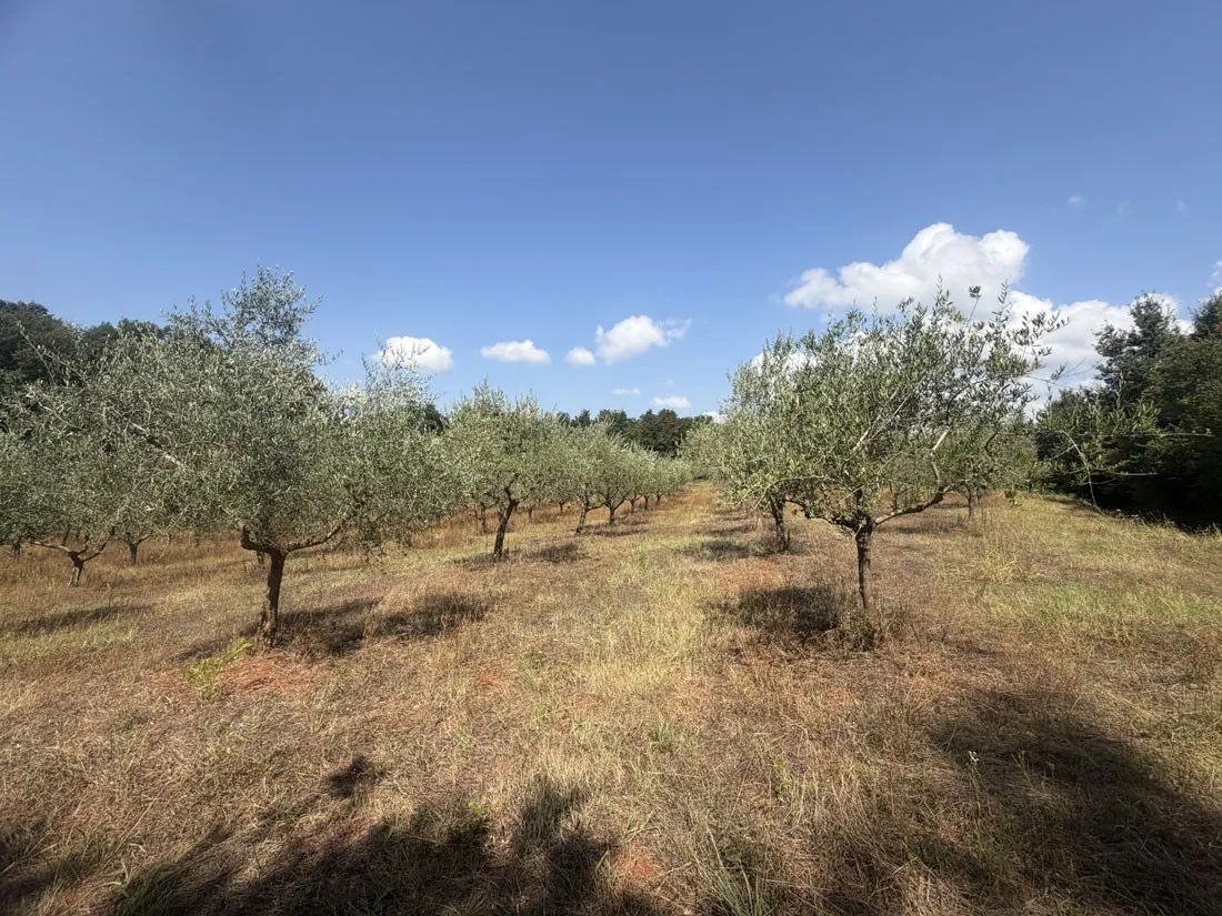 maslinik na 12101m2, 240 stabala u rodu – kaštelir – okolica, pz-249-3 - slika 6