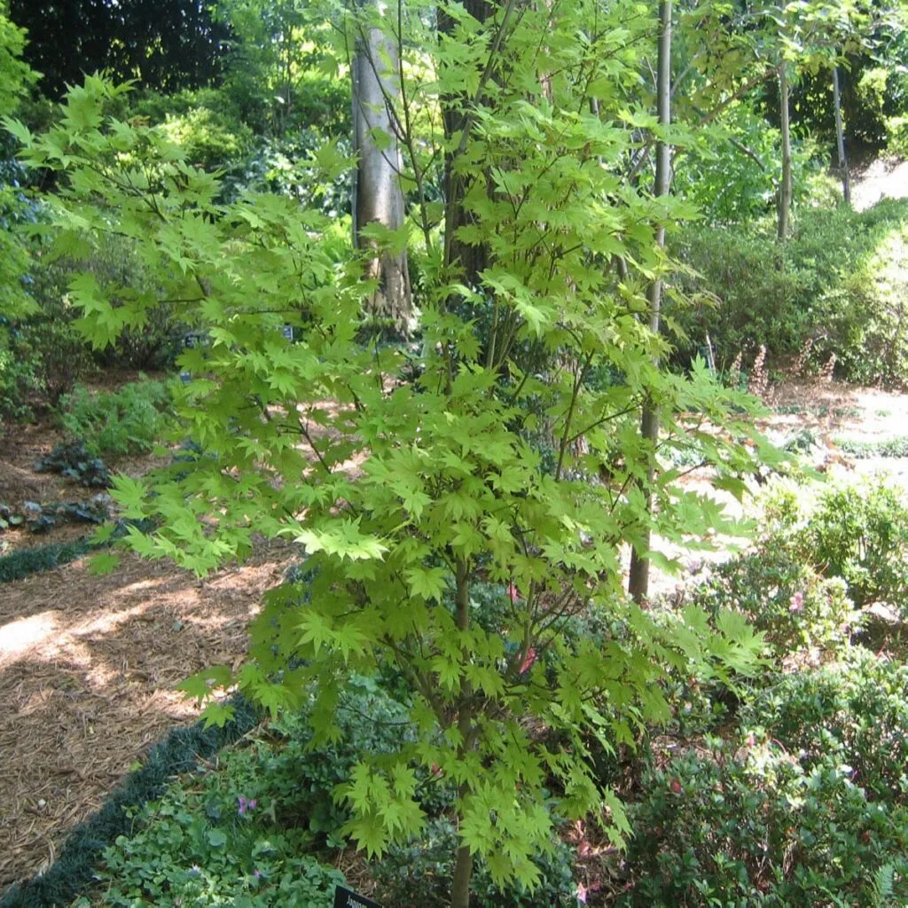acer shir. moonrise - slika 3