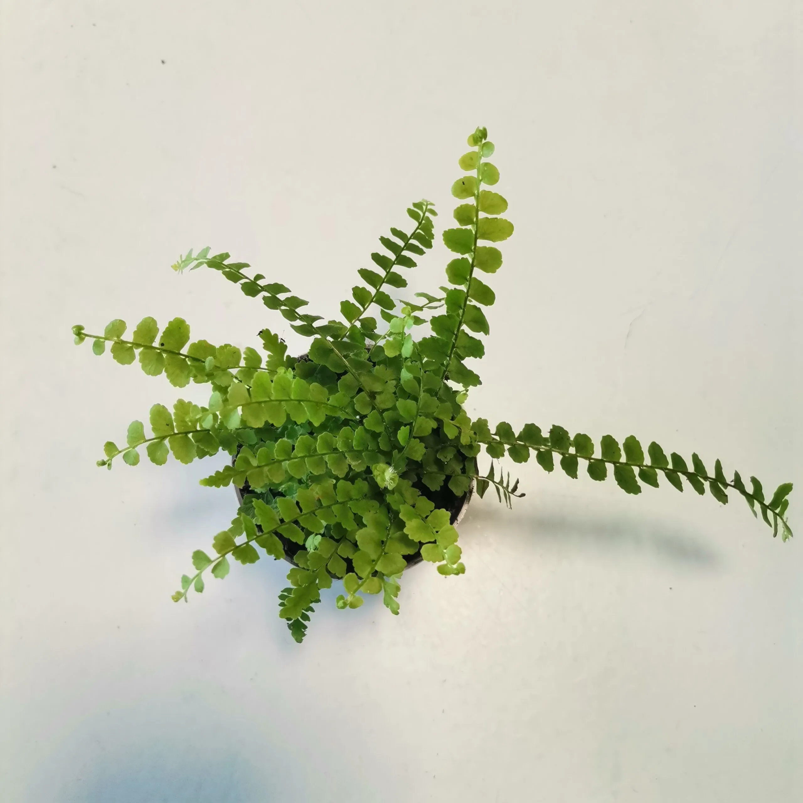 nephrolepis exaltata - slika 2