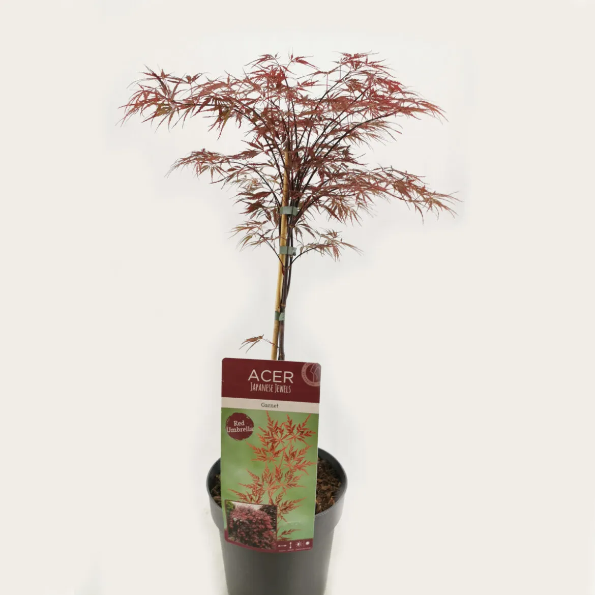 acer palmatum “garnet” - slika 2