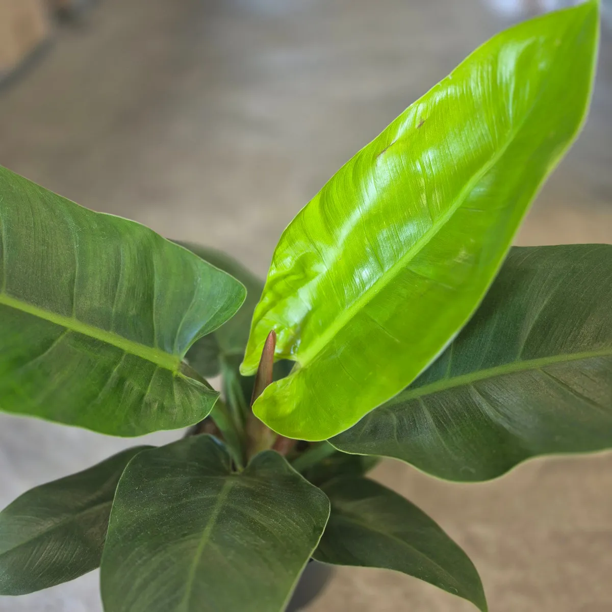 philodendron “imperial green” - slika 3