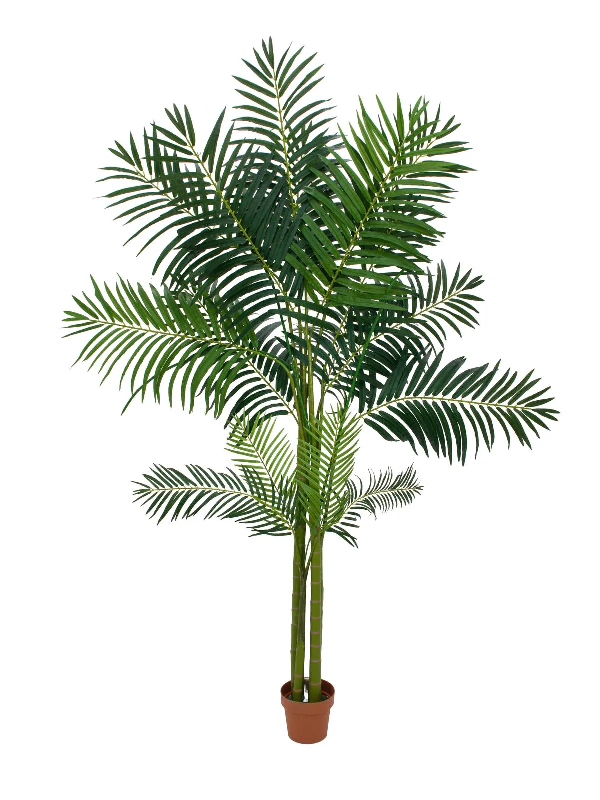 EUROPALMS Areca palm, 4 trunks, 240cm - Križevci