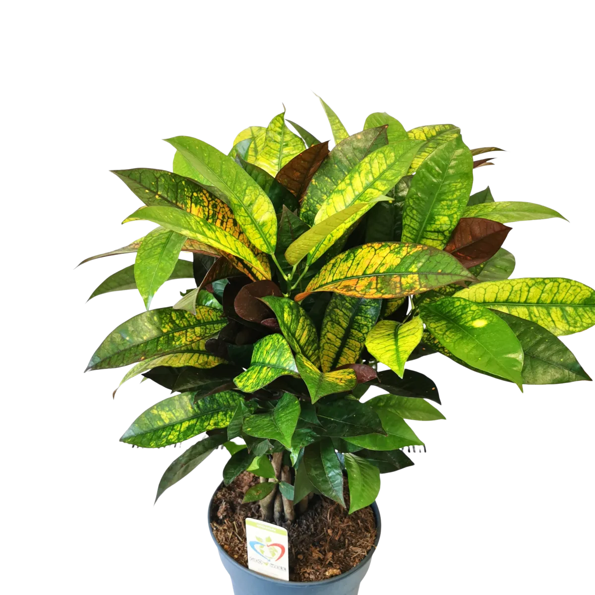 codiaeum variegata “mrs iceton” - slika 3
