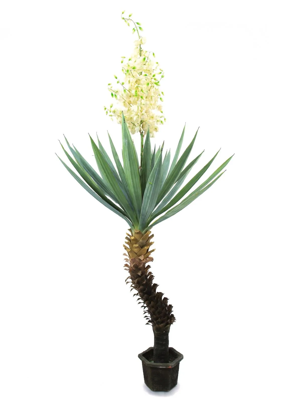 EUROPALMS Yucca palm with blossoms, 222cm - Križevci