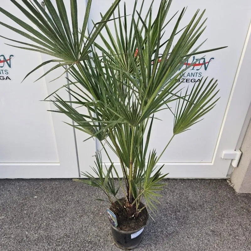 chamaerops humilis - slika 2
