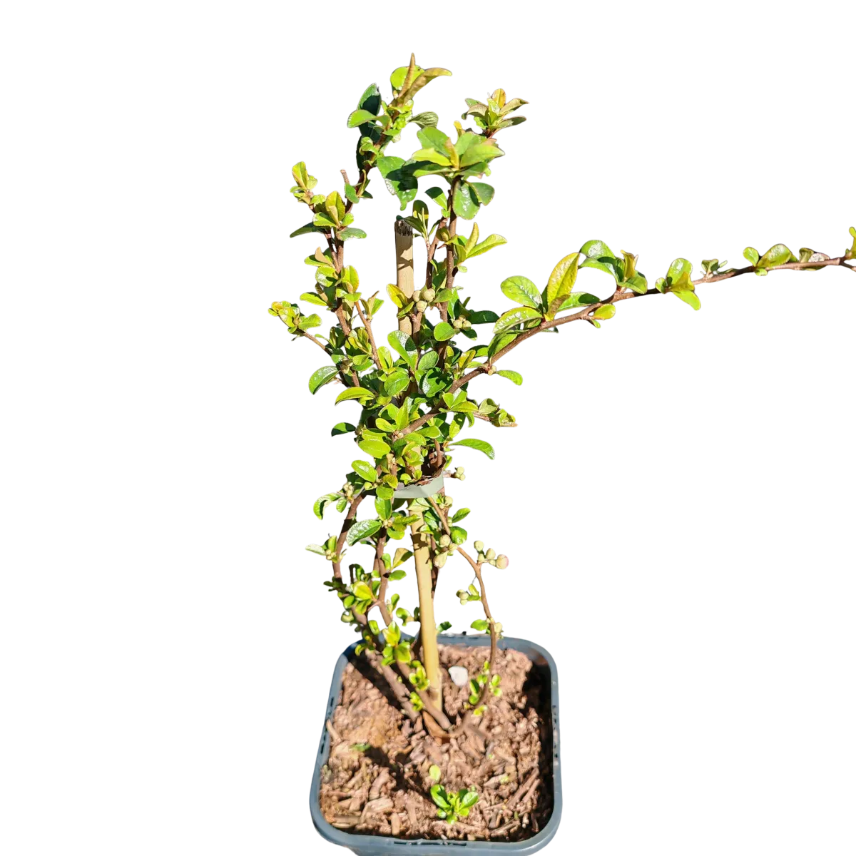 chaenomeles/ukrasna dunja - slika 3