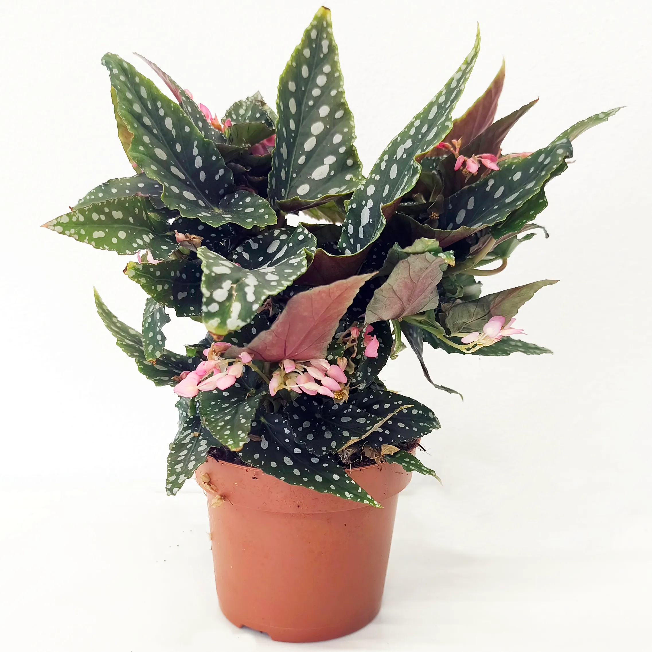 begonia “maculata” - slika 3