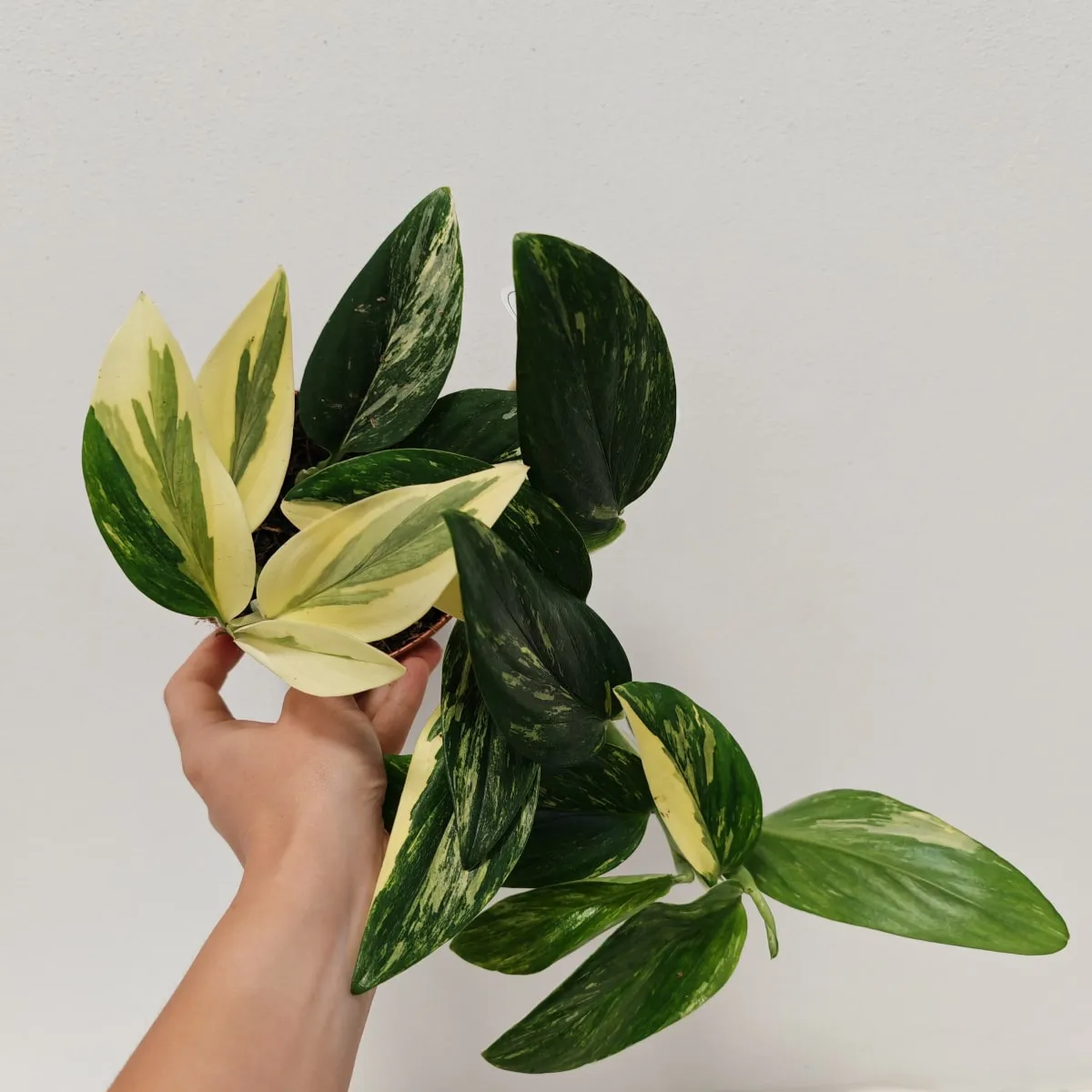 monstera ‘standleyana’ - slika 2
