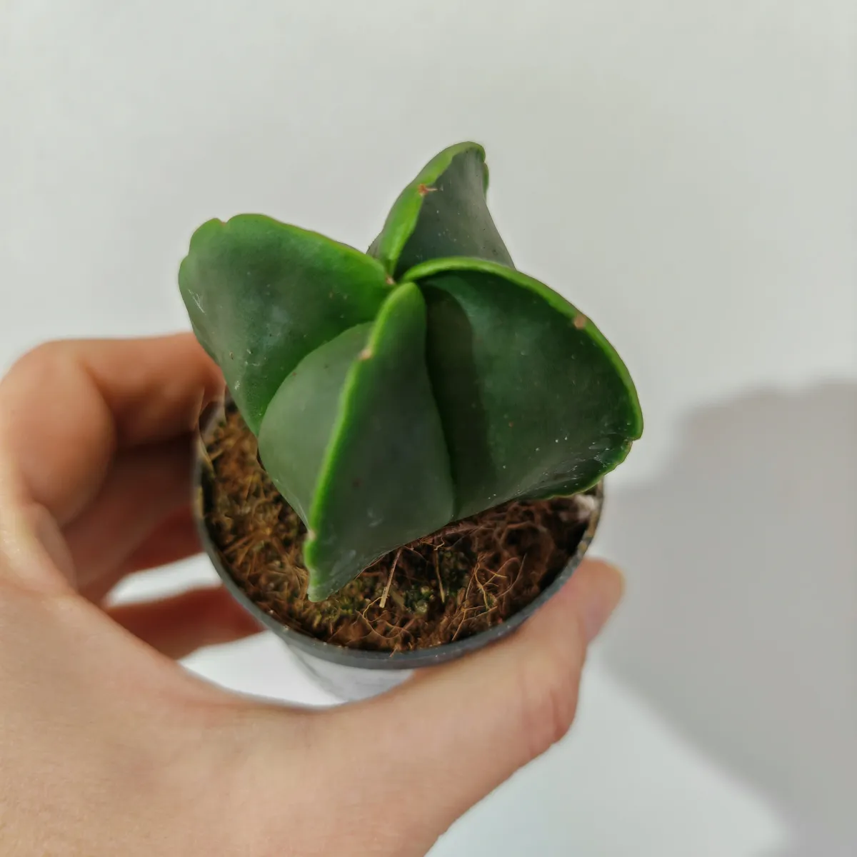 astrophytum myriostigma - slika 4