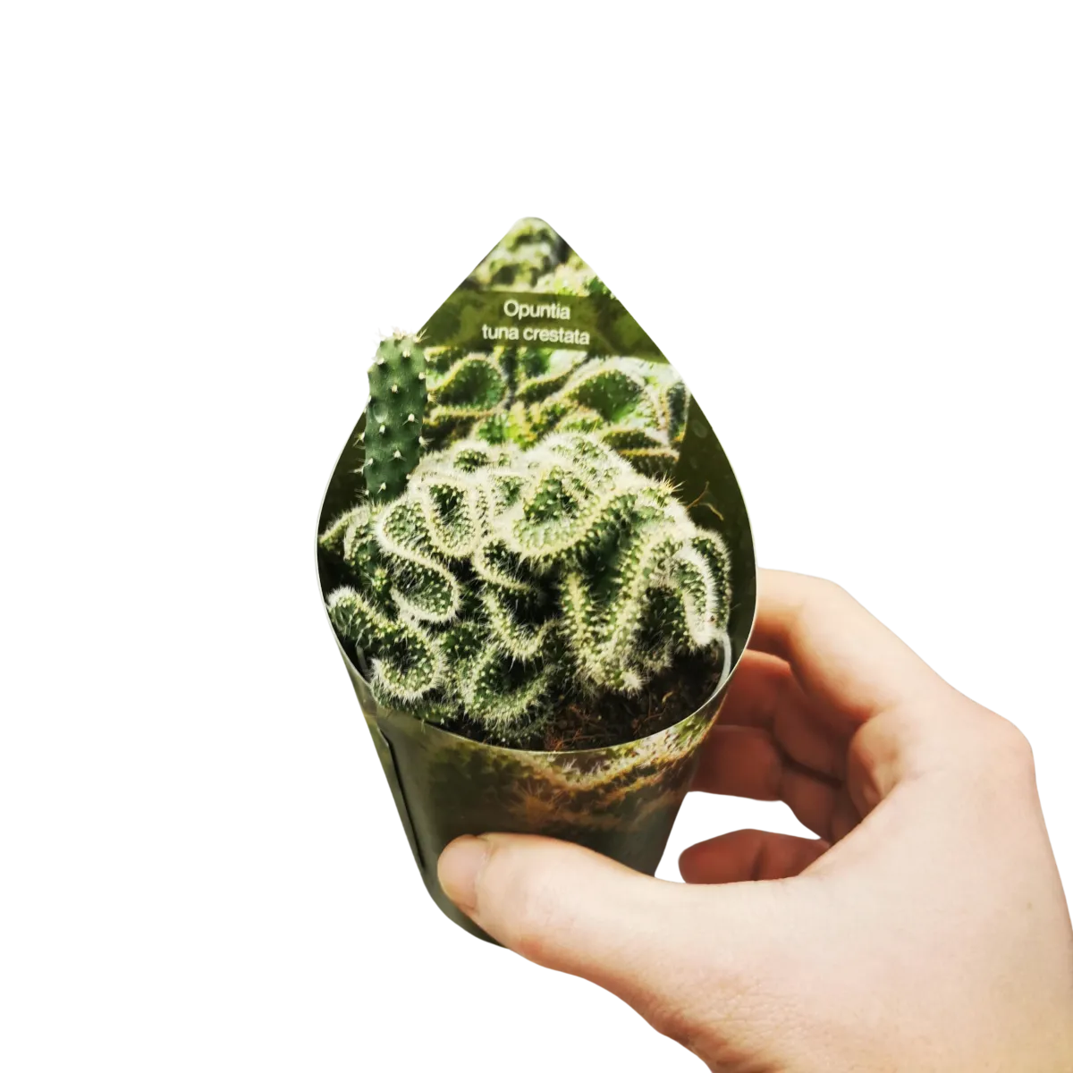 opuntia “tuna crestat” - slika 2
