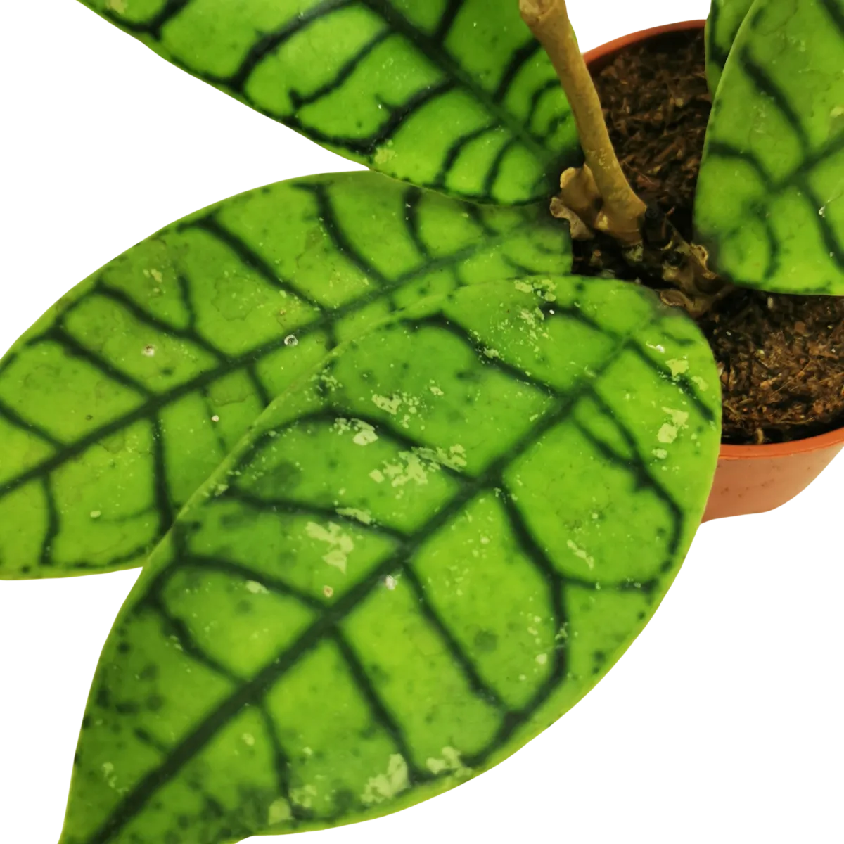 hoya “callistophylla” - slika 2