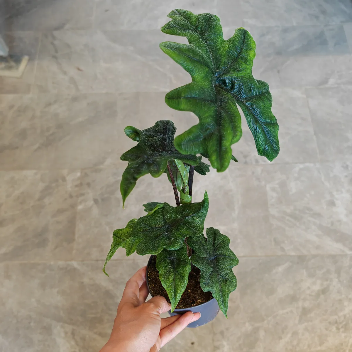 alocasia “jacklyn” - slika 7