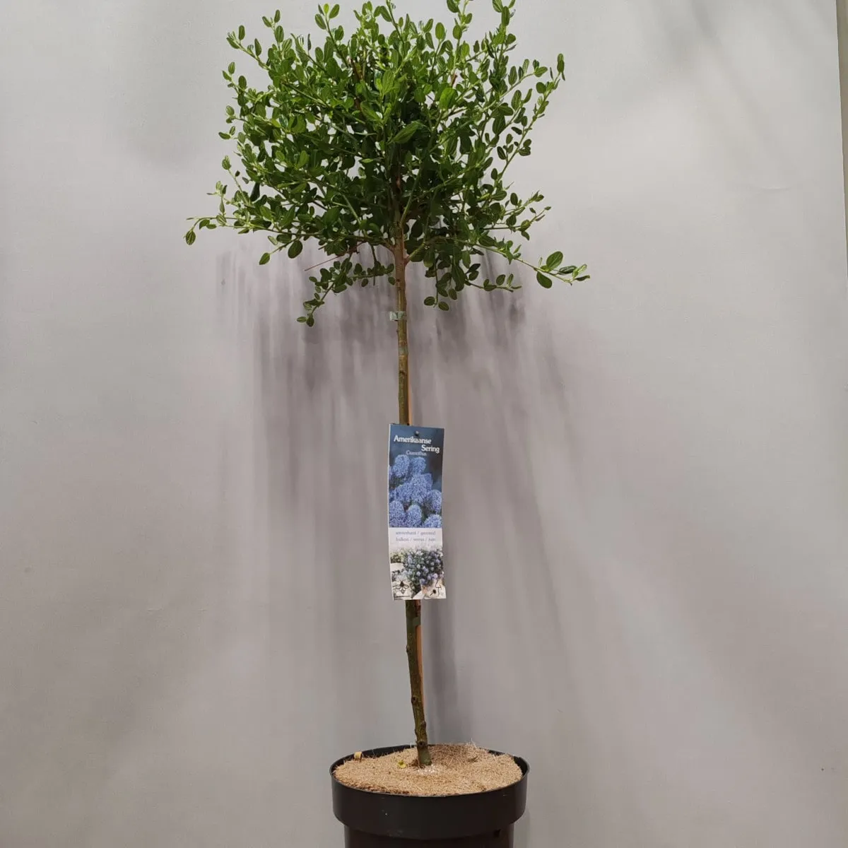 ceanothus / kalifo. jorgovan na štapu - slika 2