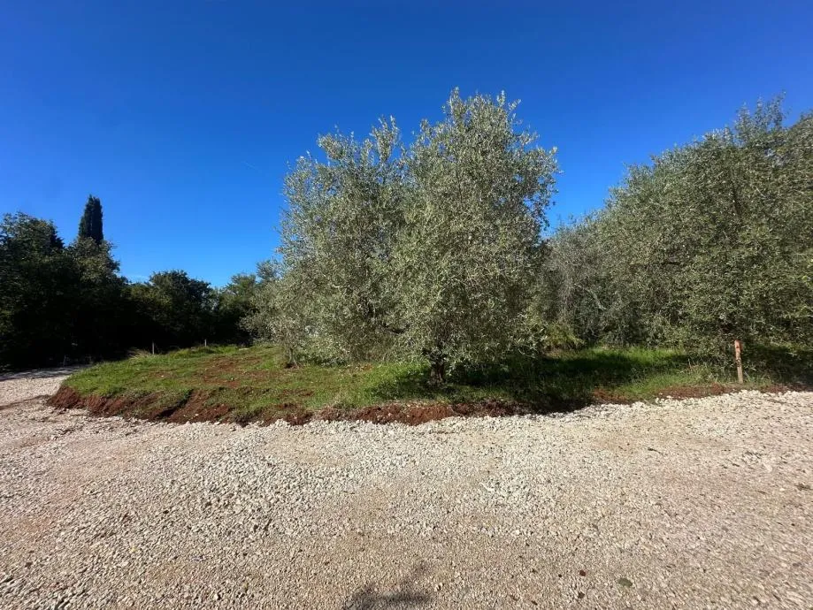 Vabriga- Zemljište Sa Građevinskom Dozvolom Za Gradnju Vile Sa Bazenom - Vabriga, Tar-Vabriga