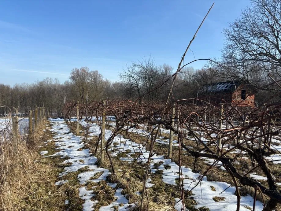 građevinsko zemljište, josipovac, 6000 m2 - slika 8