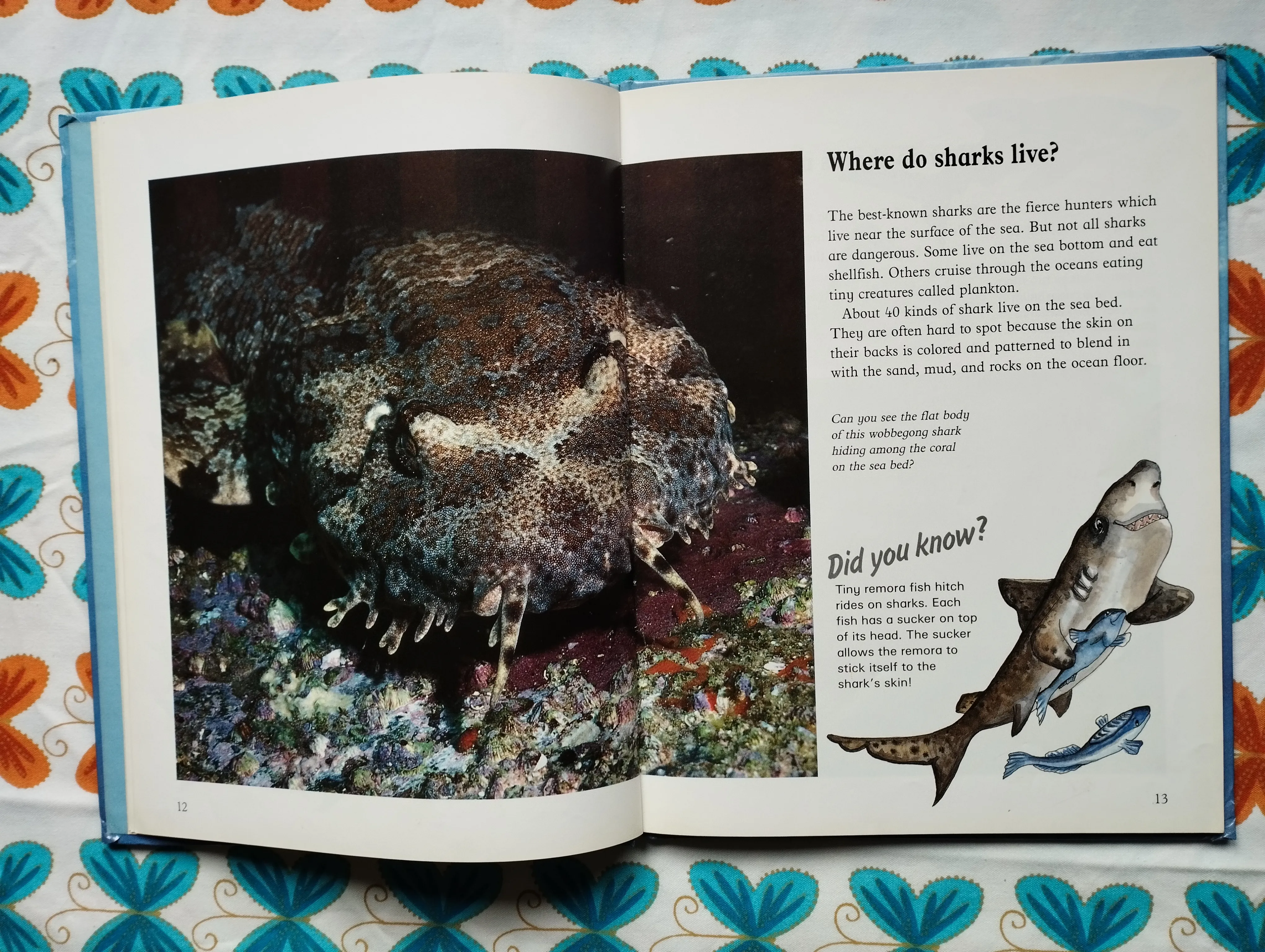 jenny wood - animal world - sharks - slika 4