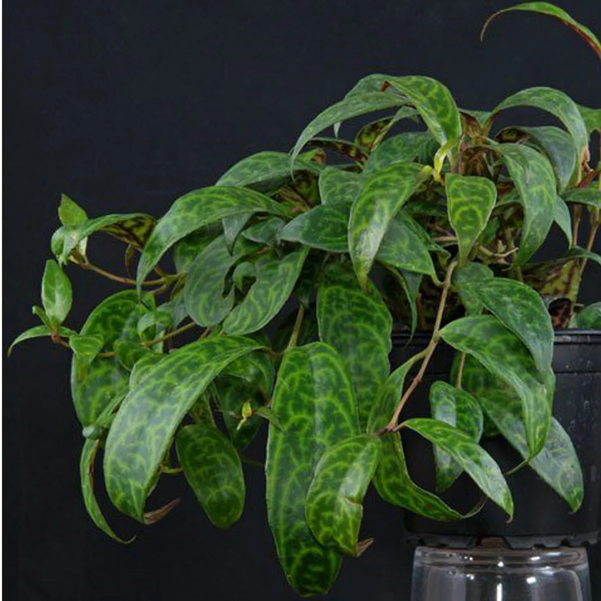 aeschynanthus - slika 6
