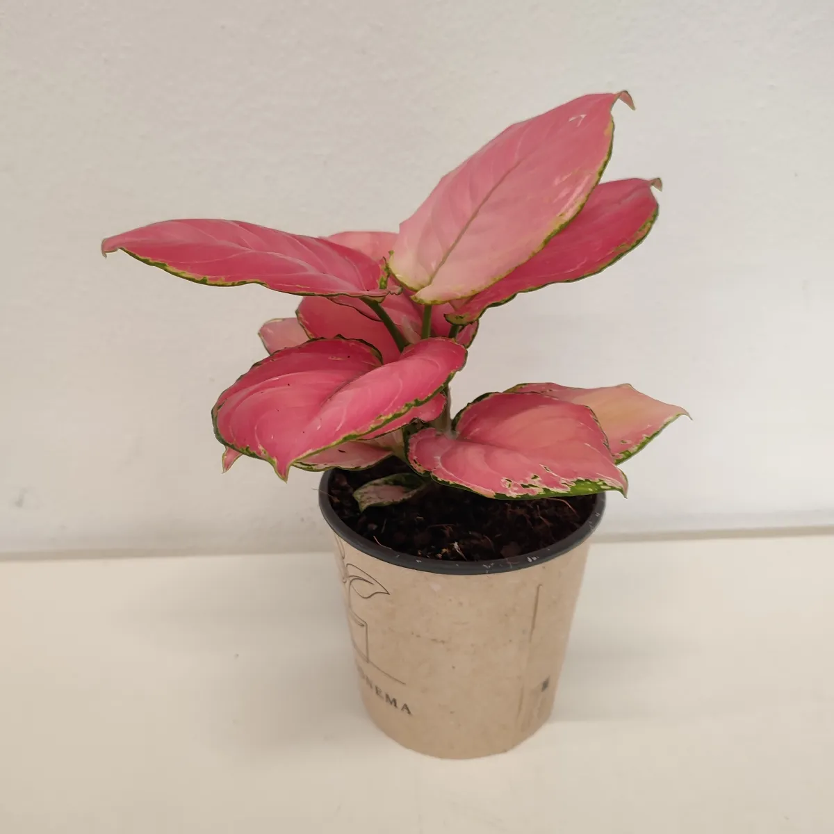 aglaonema “ruby red” - slika 3