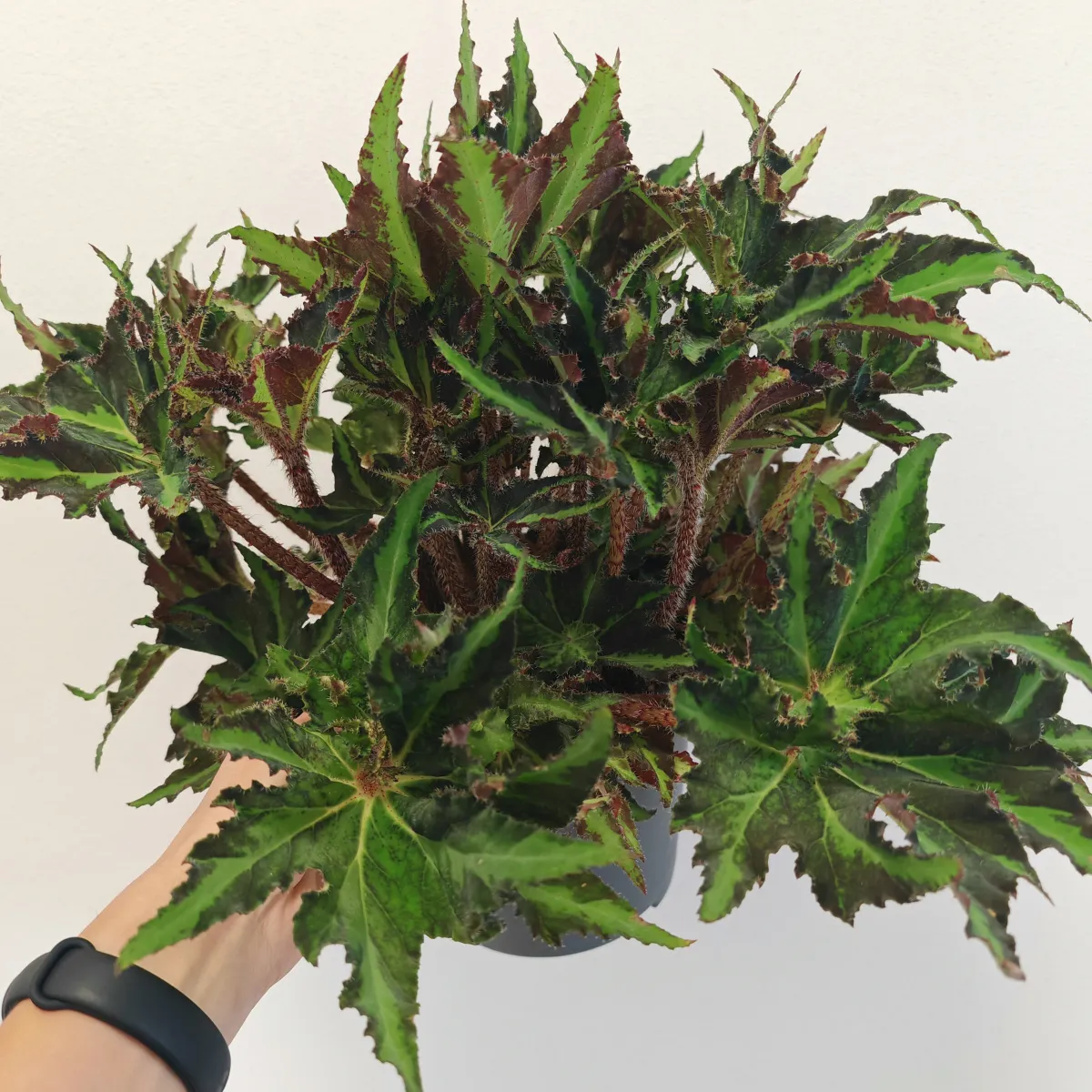 begonia fo “rex liondance” - slika 3
