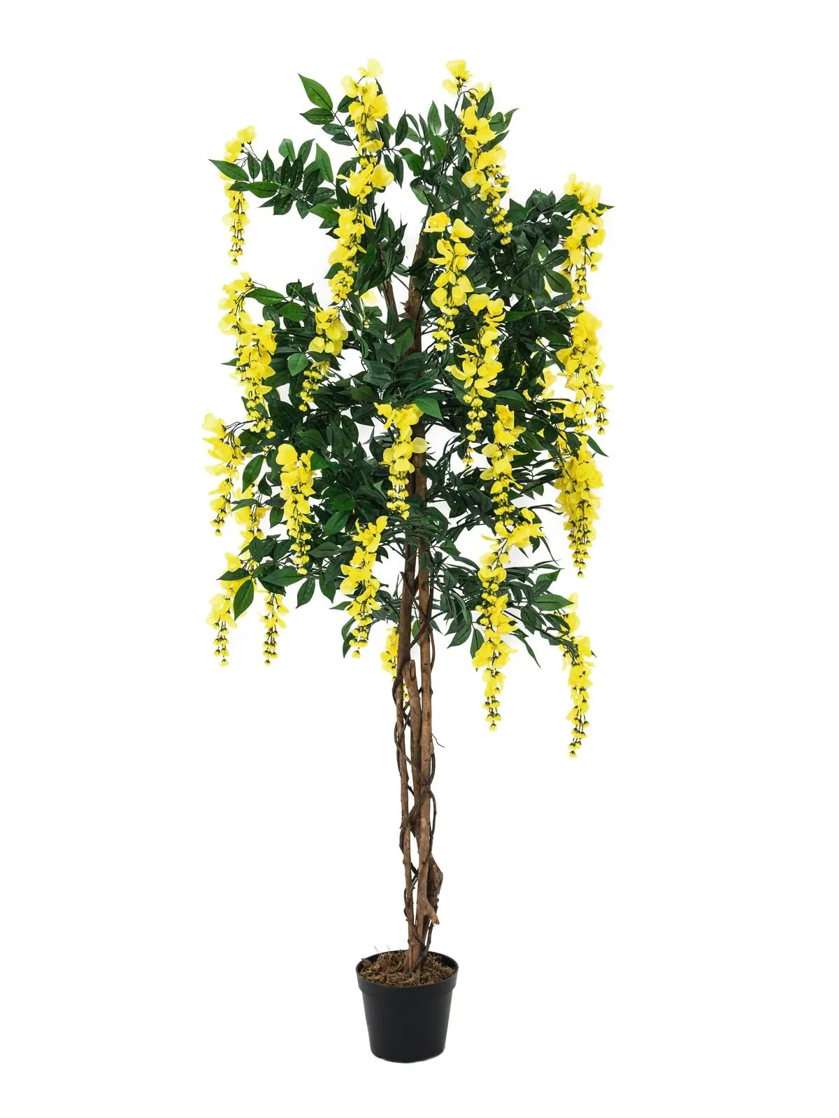 EUROPALMS Wisteria, yellow, 180cm - Križevci