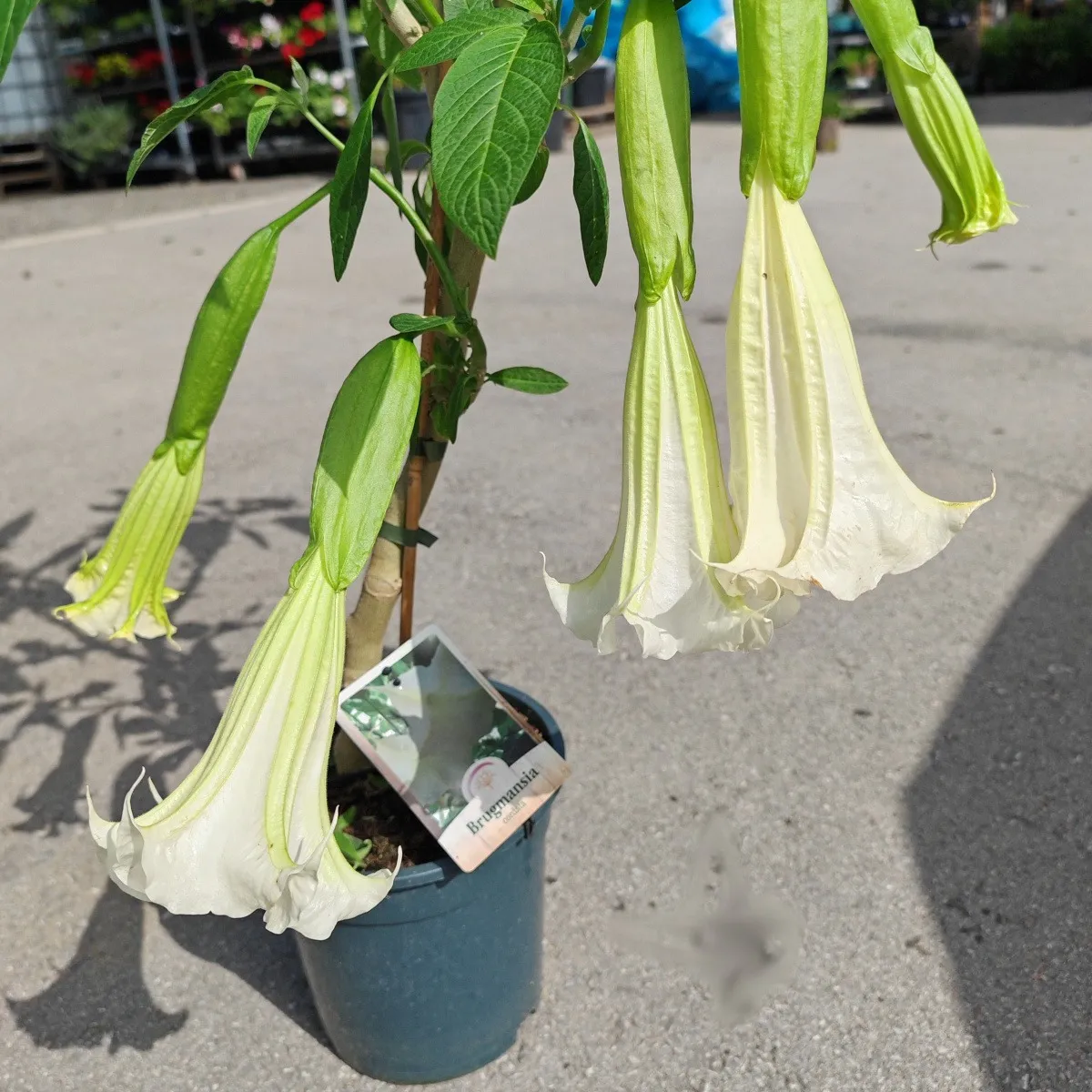 brugmansia/anđeoska truba - slika 6