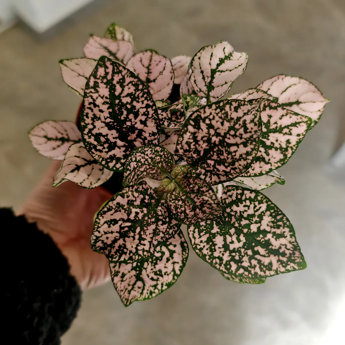 hypoestes phyllostachya - slika 4