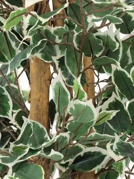 europalms variegated ficus, 240cm - slika 3