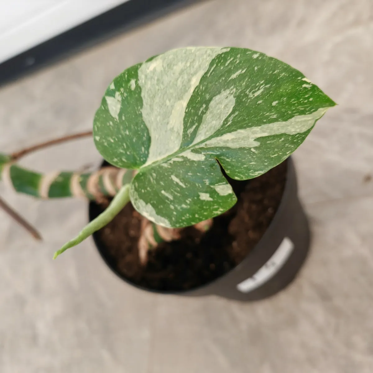 monstera del. “thai constellation” - slika 2