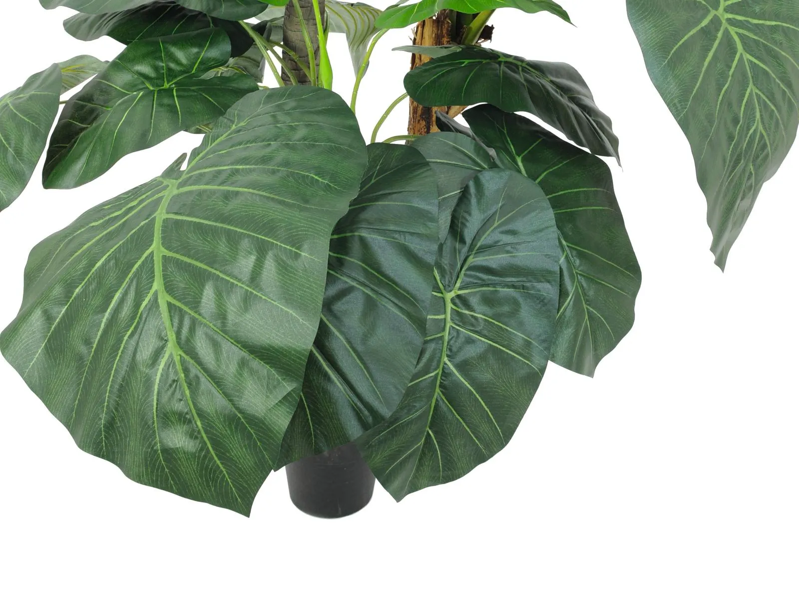 europalms pothos palm, luxor, 175cm - slika 3