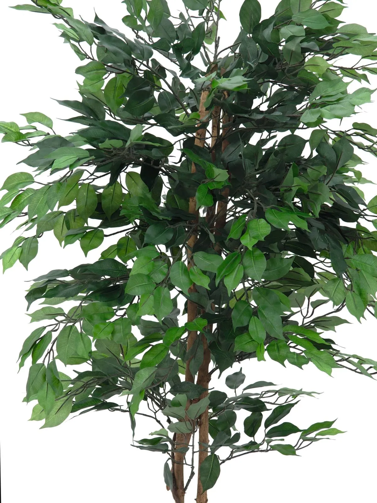 europalms ficus tree multi-trunk, 210cm - slika 2