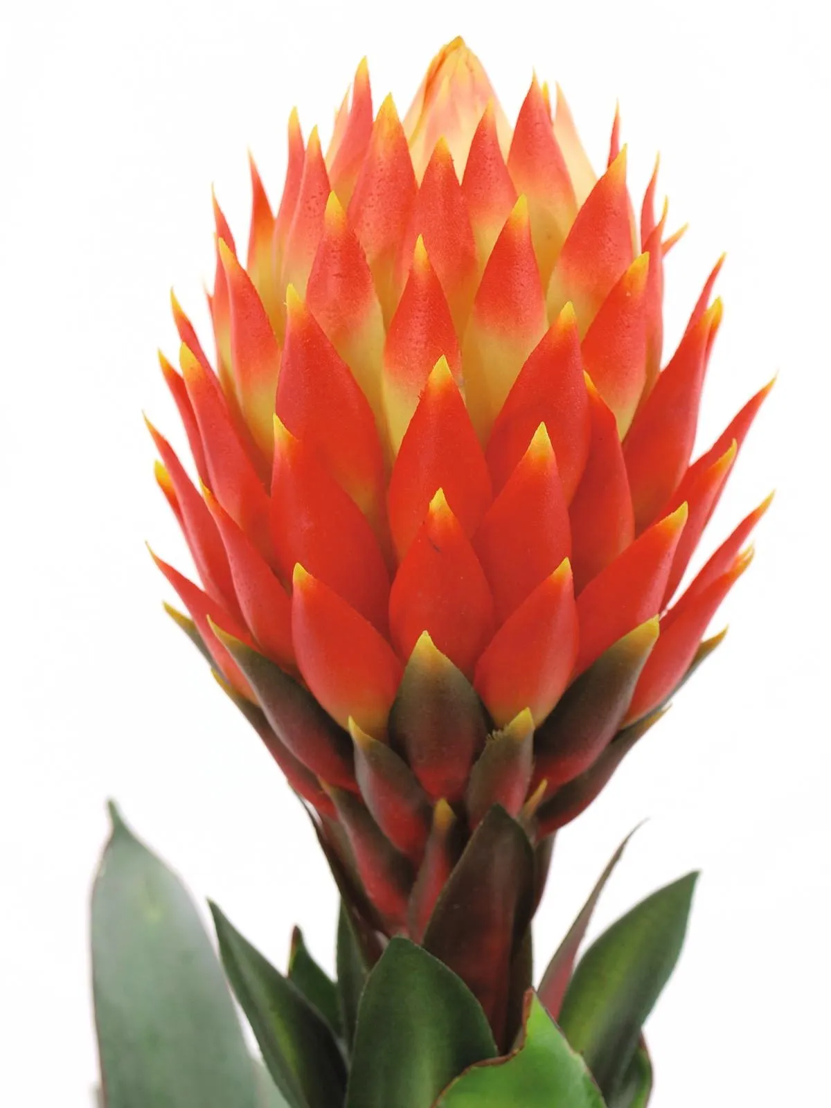 europalms bromelia, 68cm - slika 2
