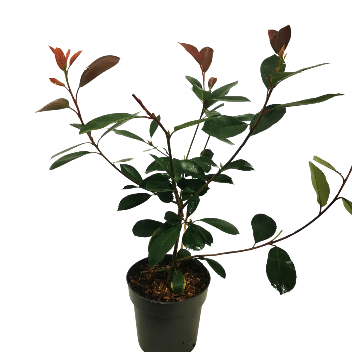 photinia fr. “red robin” - slika 3