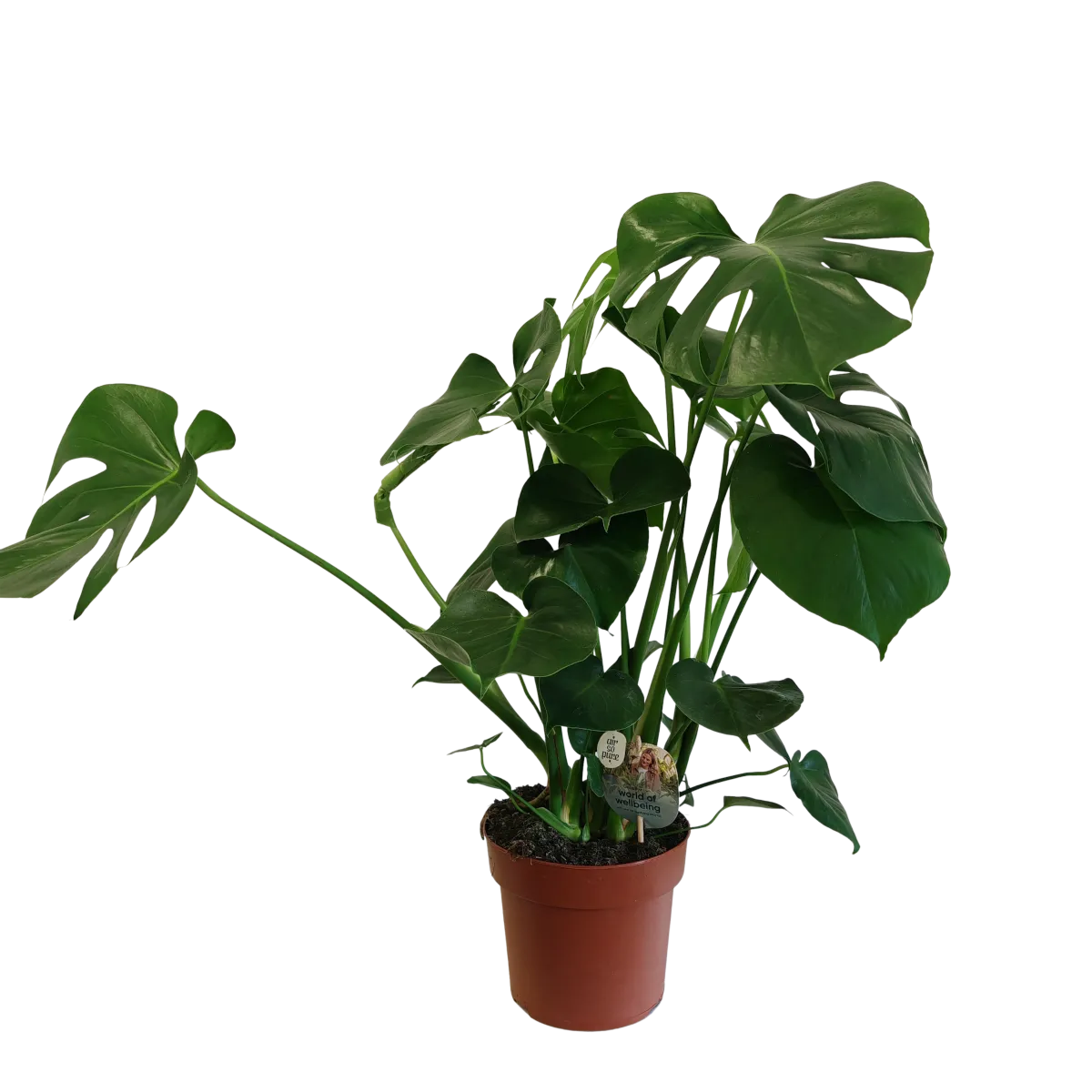 monstera deliciosa - slika 4