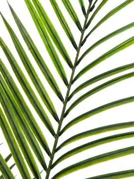 europalms areca palm with big leaves, 165cm - slika 2