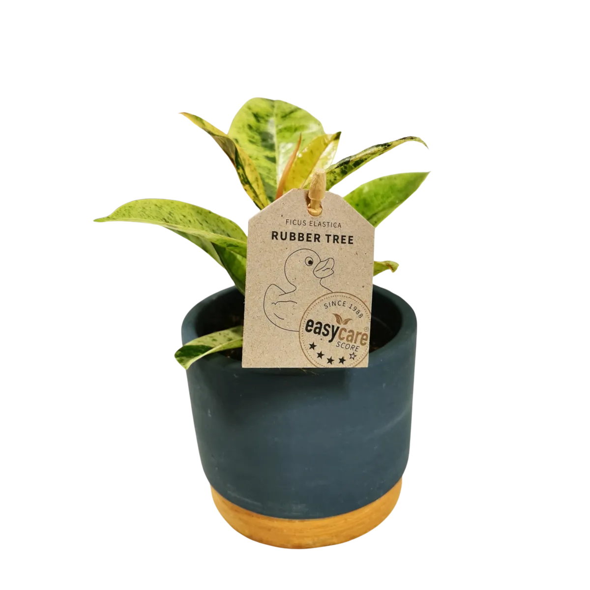 ficus el. “shiveriana” + tegla - slika 2