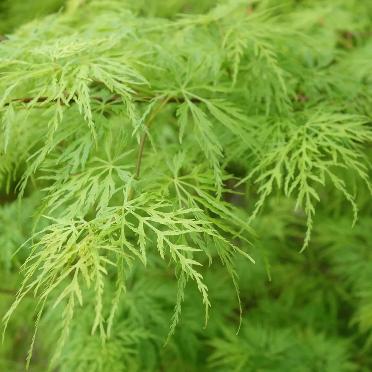 acer palmatum “dissectum” - slika 3