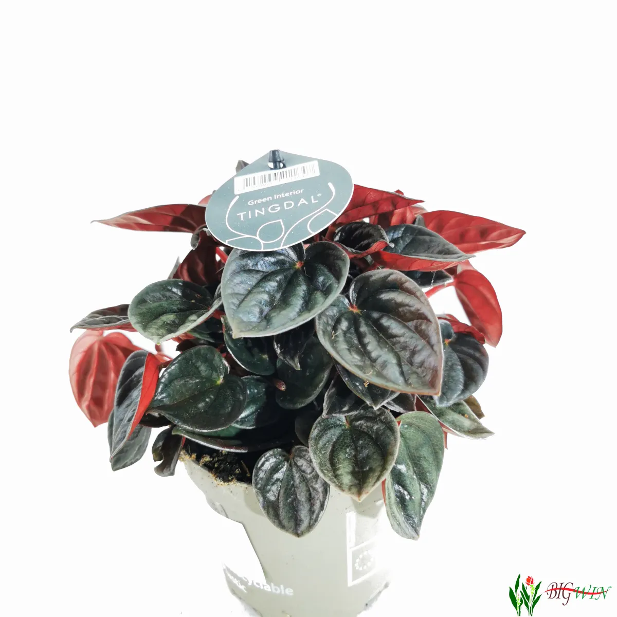 peperomia - sobna biljka - slika 10