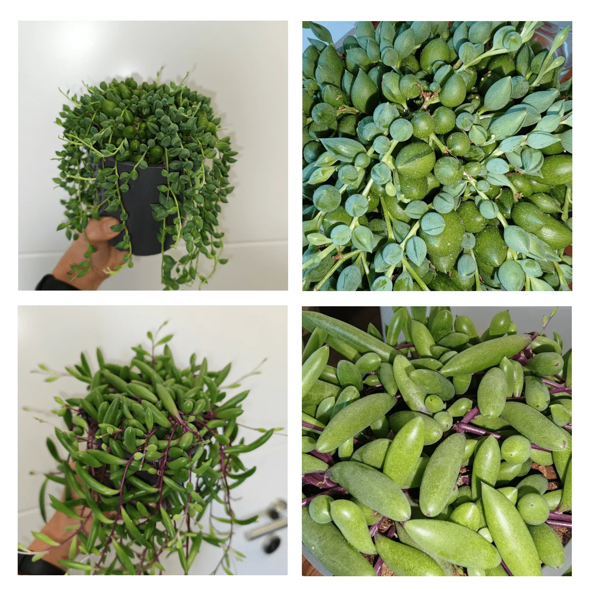 Senecio Herreianus - Brestovac