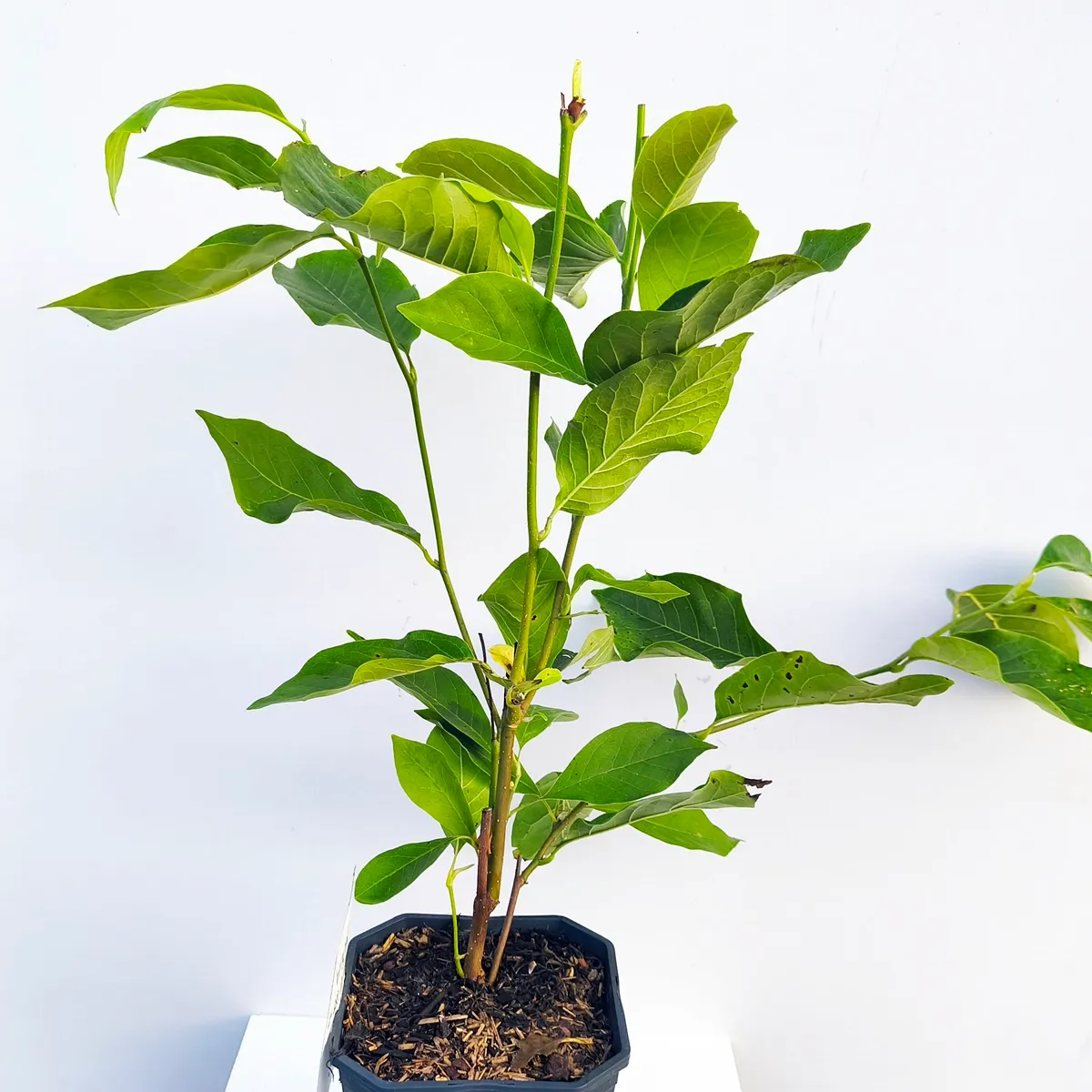 magnolia “alba” mirisna - slika 2