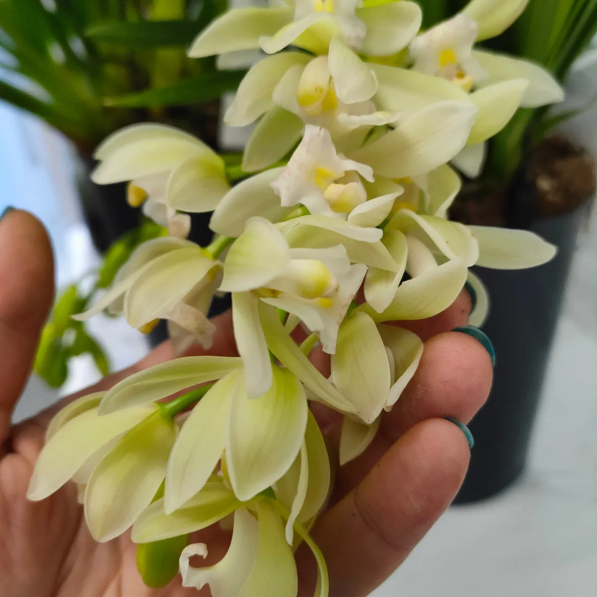 cymbidium cascade/orhideja - slika 2