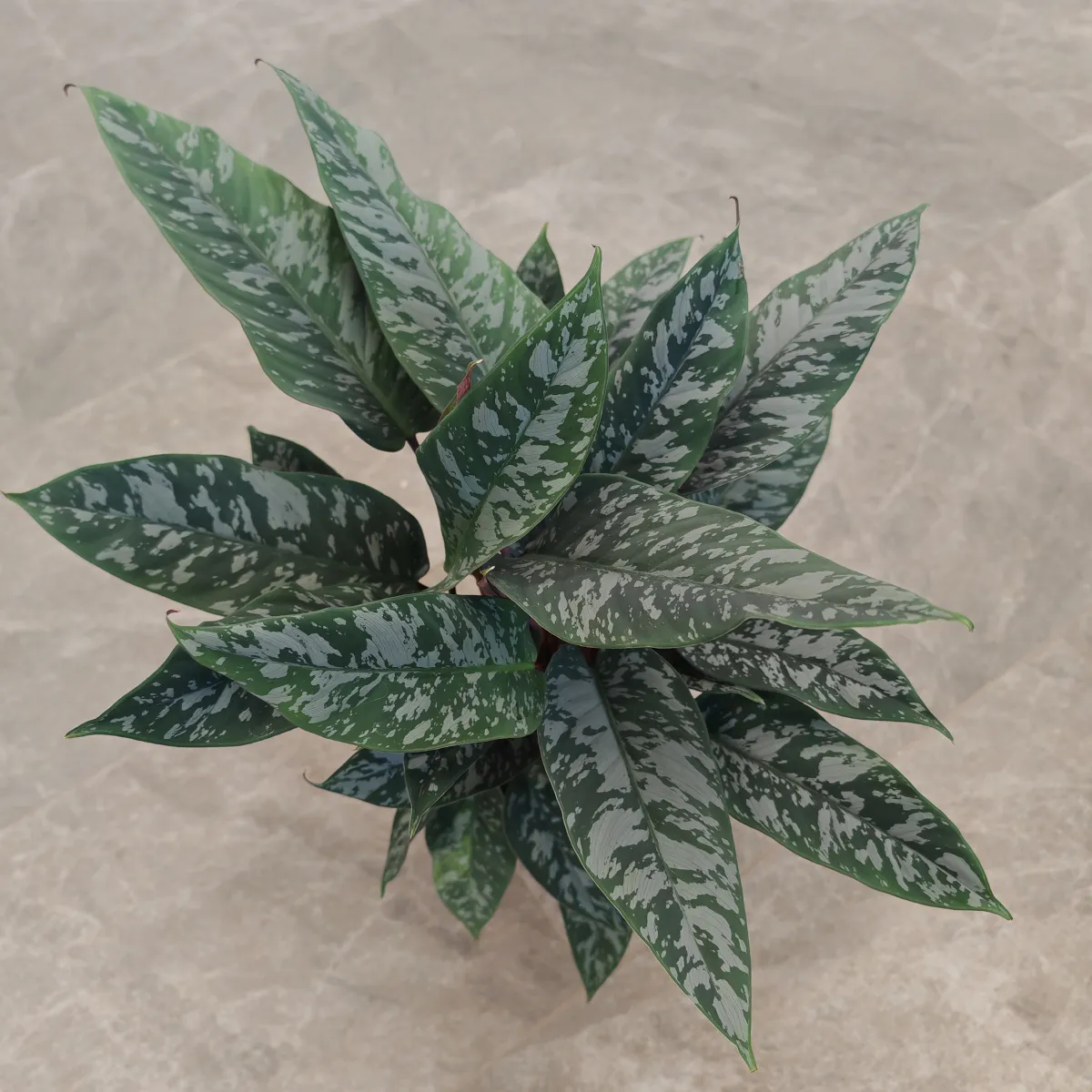 apoballis acuminatissima - slika 3