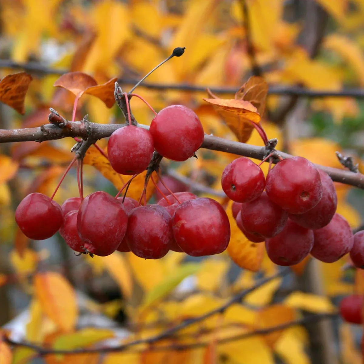 malus “red sentinel” ukrasna jabuka - slika 2